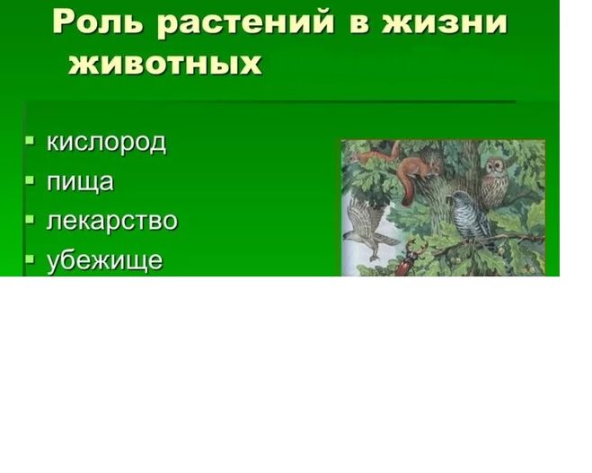 Роль покрытосеменных растений в природе и жизни человека презентация