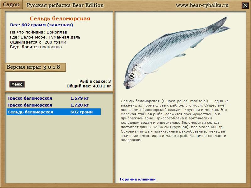 Рыба беломорка фото и описание
