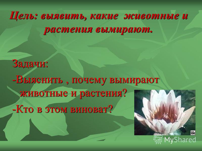 Исчезающие растения и животные. Почему исчезают растения и животные. Почему некоторые виды растений исчезают. Текст про 2 растения на грани исчезновения. Сколько видов растений исчезает ежегодно.