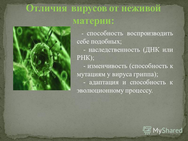 Отличия вирусов. Отличие вирусов от неживой материи. Отличие вирусов от неживой природы. Вирусы неживые.