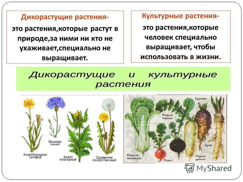 Записать виды растений