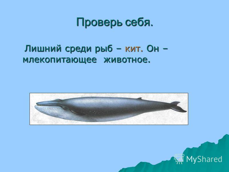 Почему кит зверь. Кит это рыба или млекопитающее. Кит это рыба или зверь. Кит это рыба или нет. Лента киты рыба.