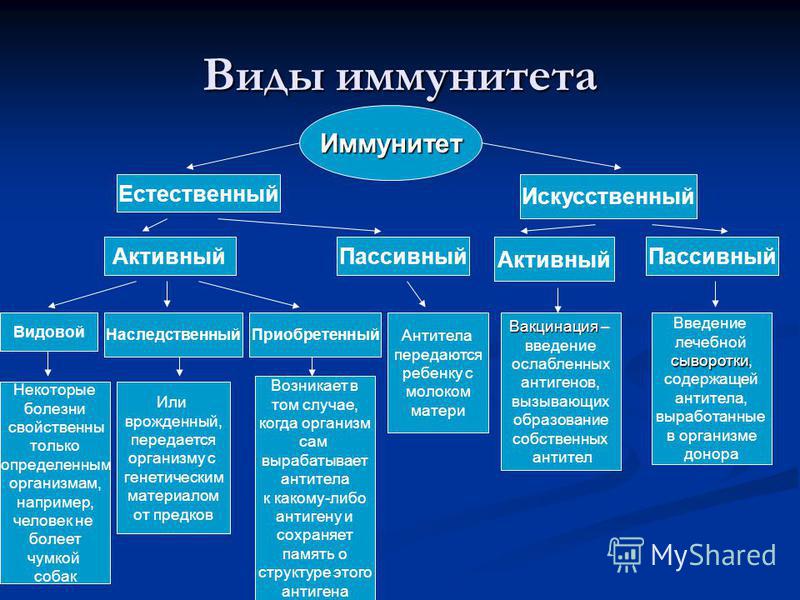 Иммунитет естественный и искусственный схема