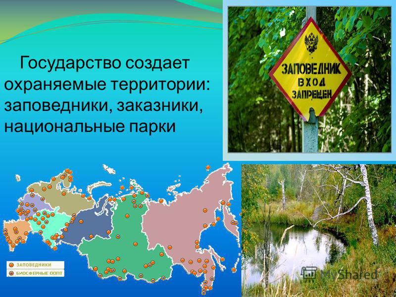 Что охраняют в заповедниках. Заповедники и заказники. Заповедники заказники национальные парки. Охраняемые территории заповедники заказники национальные парки. Заповедники заказники национальные парки памятники природы.