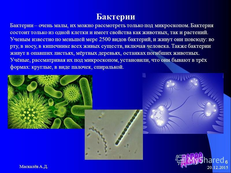 2 бактерии 1 8