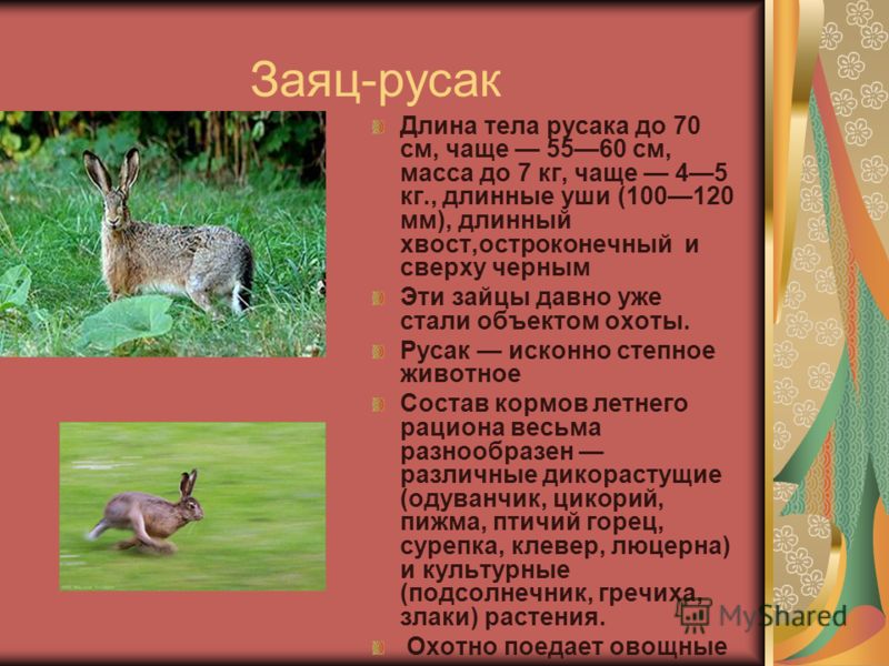Многие думают что заяц впр. Животные Ростовской области заяц Русак. Заяц Русак доклад. Заяц краткое описание. Доклад про зайца.