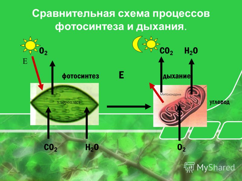Фотосинтез протекает в 2 этапа