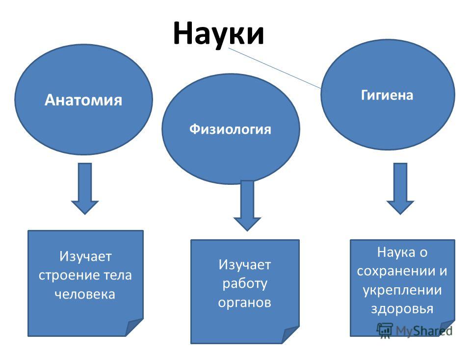 Презентация введение в анатомию и физиологию человека