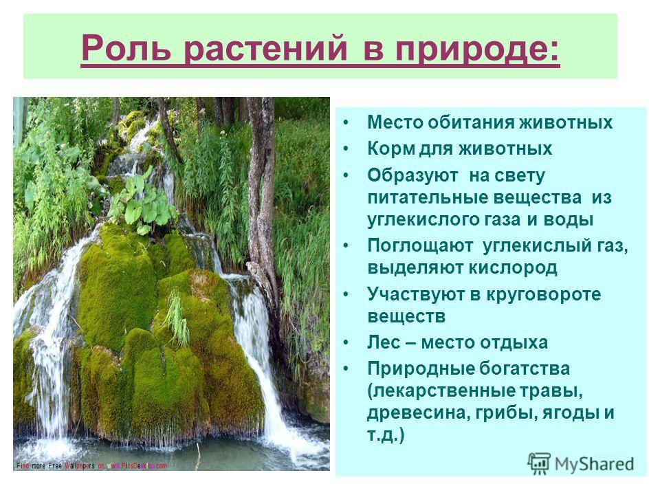 Каковы природные. Роль растений в природе. Поль растений в природе. Родт растений в природе.