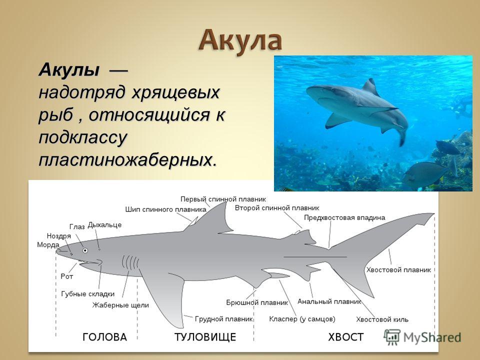 Чем различаются представители отрядов скаты и акулы. Класс хрящевые рыбы акулы. Общая характеристика акул. Краткая характеристика акул. Хрящевые и костные рыбы.