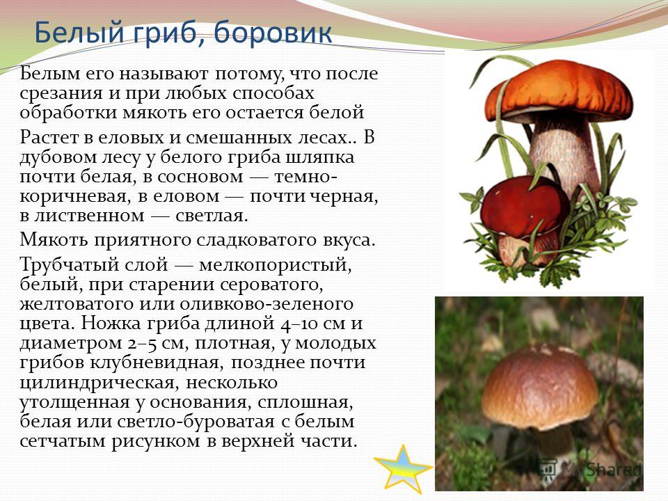Информация про грибы. Боровик гриб шляпка снизу. Рассказ про гриб Боровик для 2 класса. Рассказ про белый гриб 5 класс биология. Доклад по биологии про белый гриб.