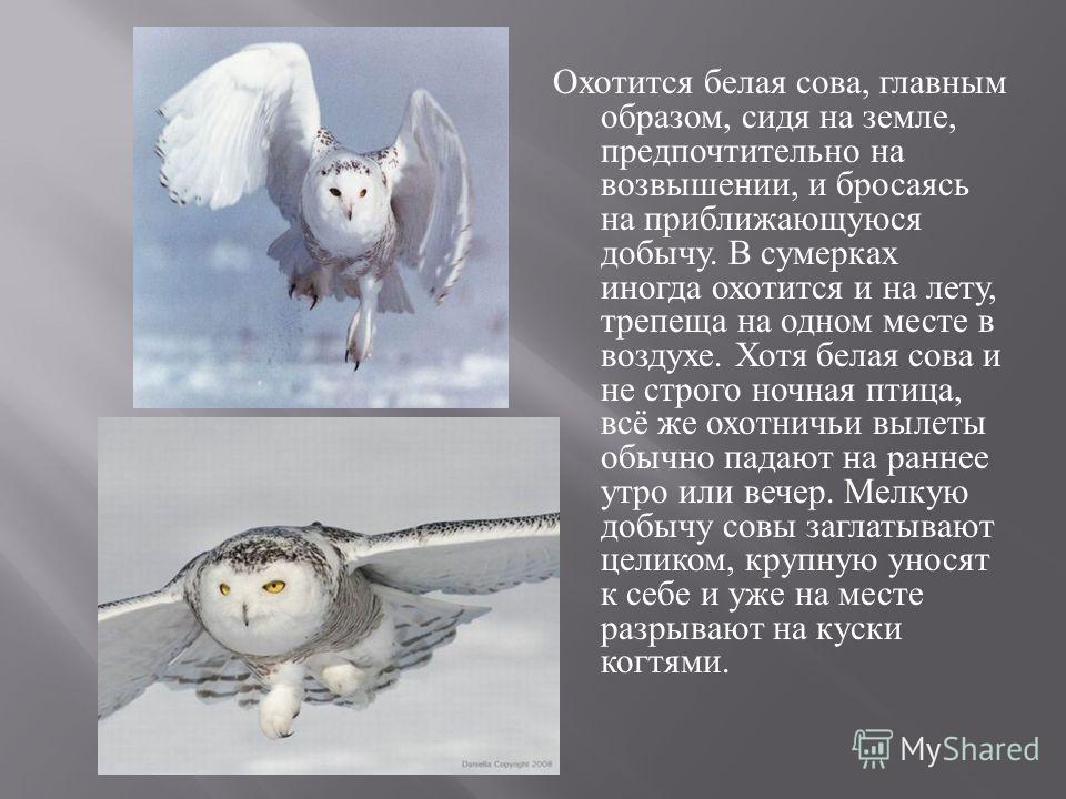 Белый факты. Информация о белой сове. Сообщение о белой сове. Доклад про белую сову. Белая Сова презентация.