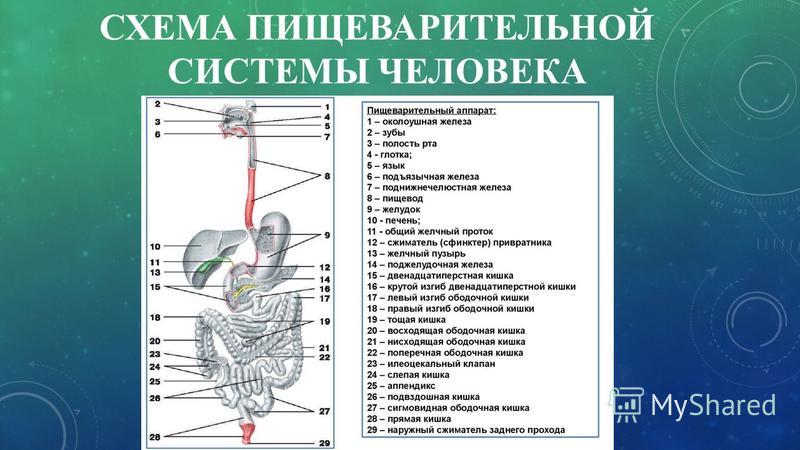 Пищеварительная система характеристика кратко. Строение пищеварительной системы человека ЕГЭ. Функции отделов пищеварительной системы таблица. Таблица по биологии пищеварительная система человека. Строение пищеварительной системы человека таблица 8 класс биология.