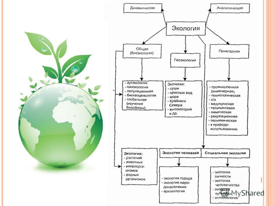 Разделы экологии социальная экология. Общая экология. Что изучает общая экология. Схема экология и здоровье человека. Прикладная экология и общая экология.