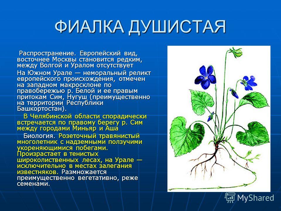 Растения Челябинской Области Фото