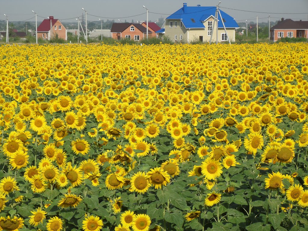 Подсолнечник лен. Подсолнуховые поля в Ростовской области. Поле подсолнухов Ростовской области. Ростов на Дону поле с подсолнухами. Поля подсолнечника в Ростовской области.