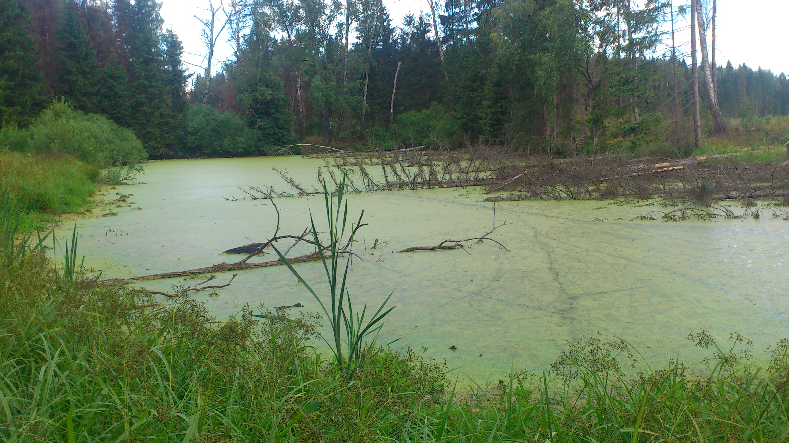Как раньше называли болото. Озеро болотце Московская область. Низинные (эвтрофные) болота. Сабаевское болото. Болото в Кировской области.