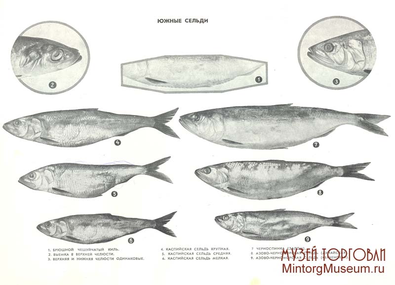 Каспийская сельдь 5 букв