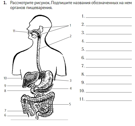 Выберите название органов пищеварительной системы в соответствии с цифрами на картинке