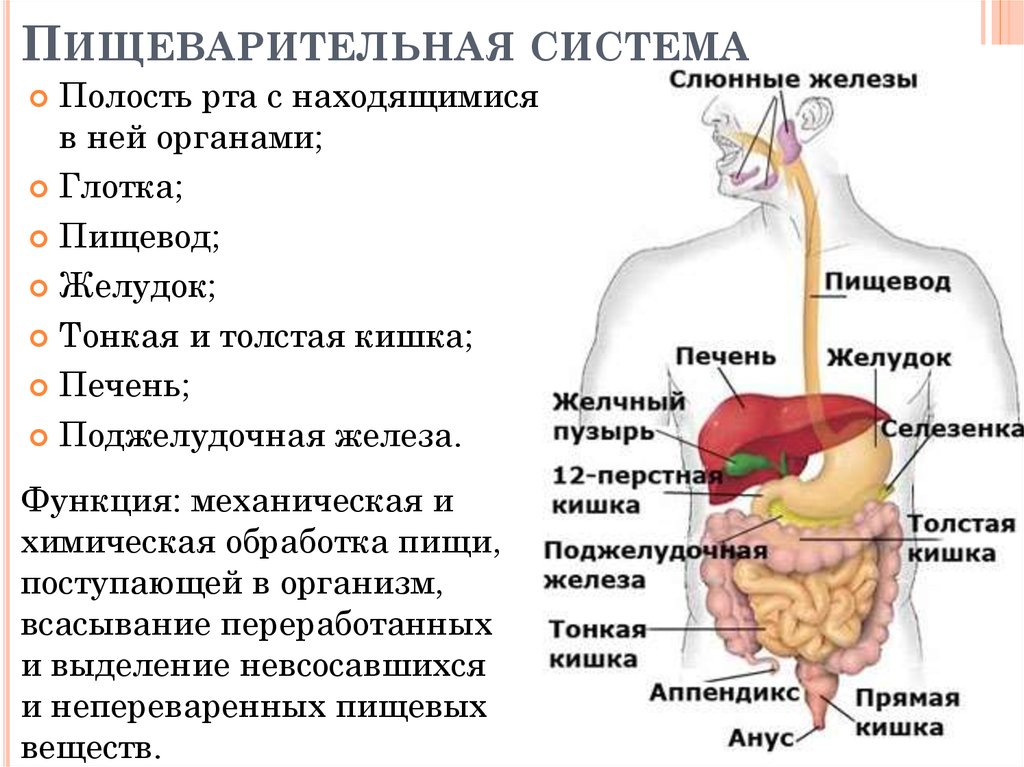 Функционирование органы. Строение органов пищеварительной системы человека. Схема органов пищеварительной системы человека функции. Общий план строения пищеварительной системы человека анатомия. Функции отделов пищеварительной системы кратко.