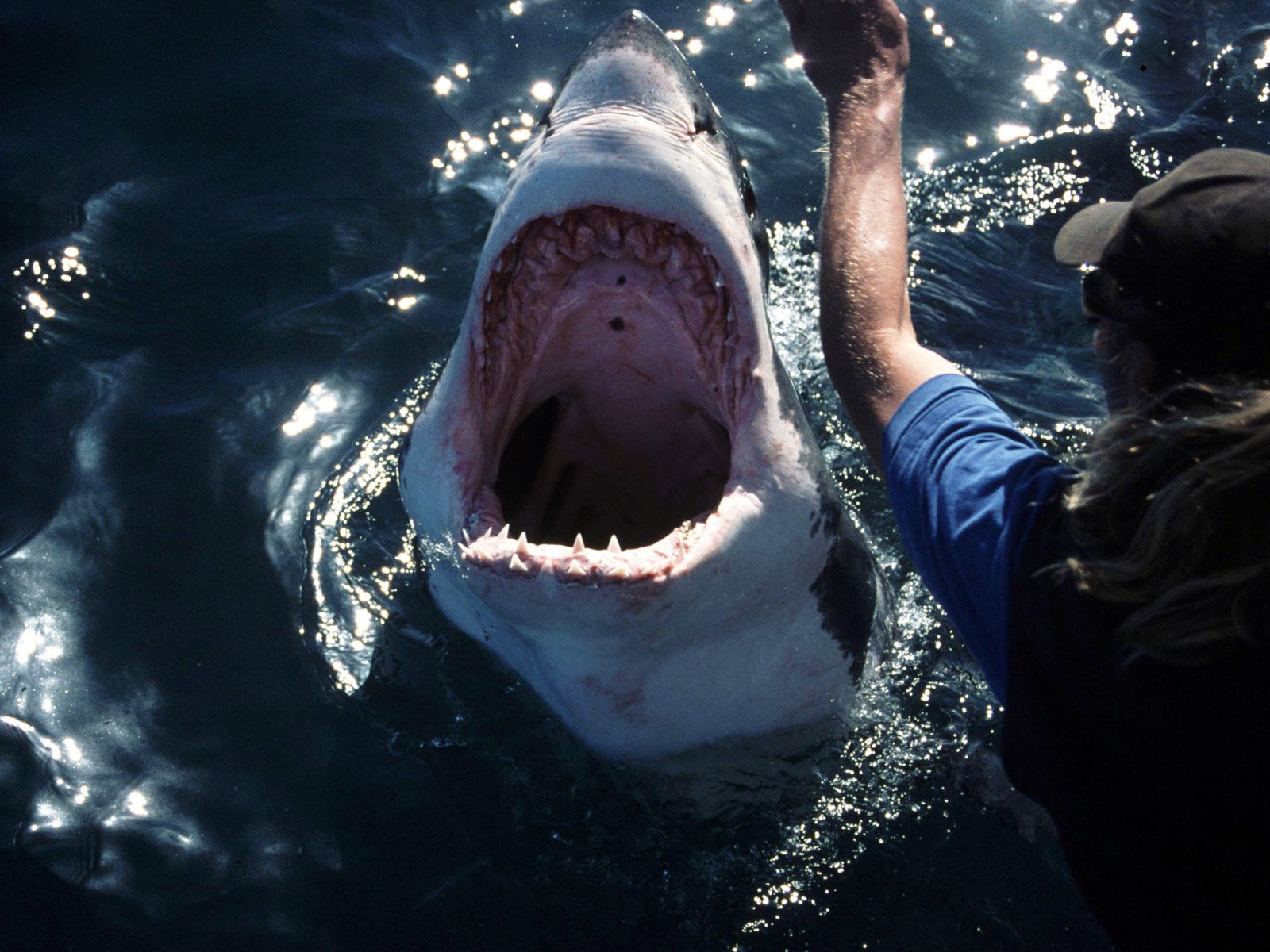 Тигровая акула опасна для человека. Акула. Тигровая акула и человек. Тигровая акула нападает.