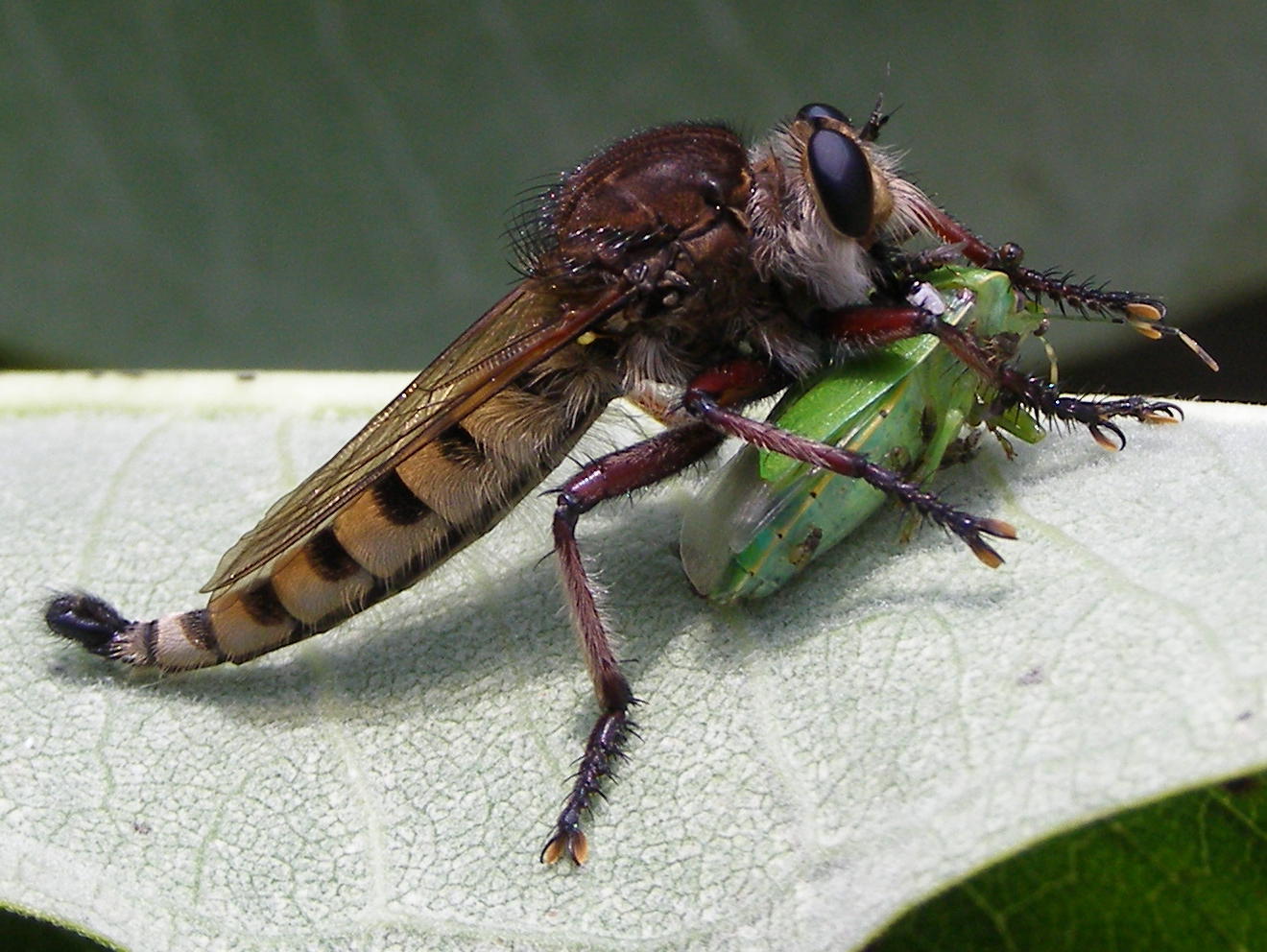 Муха насекомое виды. Отряд Двукрылые комары. Двукрылые мухи. Муха (насекомое) Двукрылые. Ктырь укус.