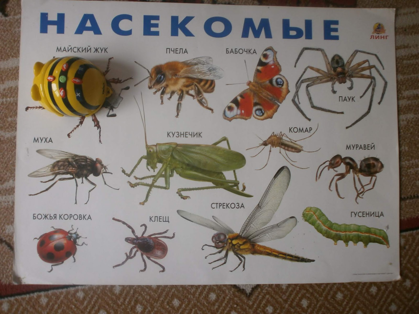 Крупные насекомые россии фото с названиями