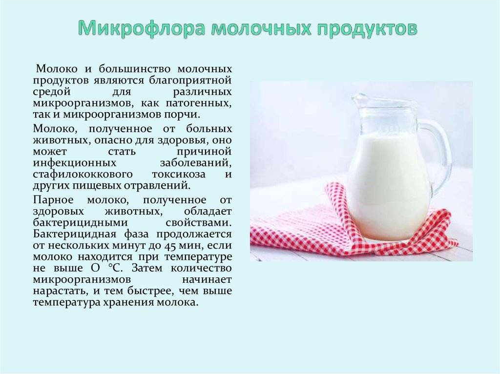 Можно ли молочные. Молоко для молочнокислых бактерий. Микрофлора молочных продуктов. Микрофлора молока и кисломолочных продуктов. Микробиология молока и кисломолочных продуктов..