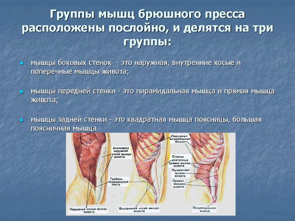 Функции мышц живота. Мышцы живота послойно. Пирамидальная мышца живота. Мышцы боковой стенки живота. Мышцы брюшной стенки послойно.