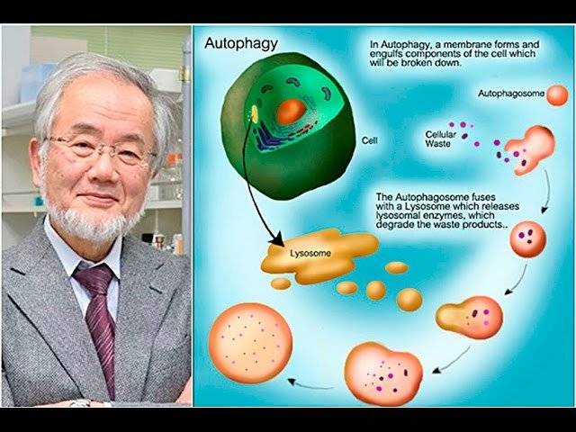 Голод клеток. Аутофагия Нобелевская премия. Аутофагия Ёсинори Осуми. Голодание аутофагия. Аутофагия клетки.