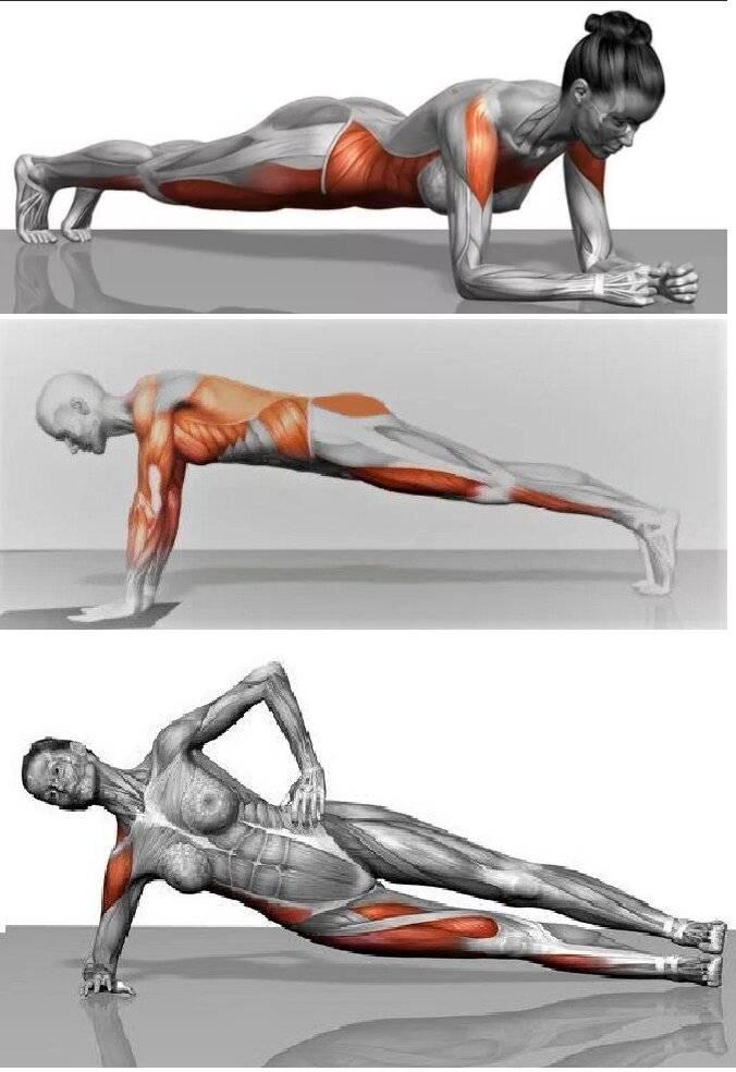 Работа мышц при выполнении упражнений