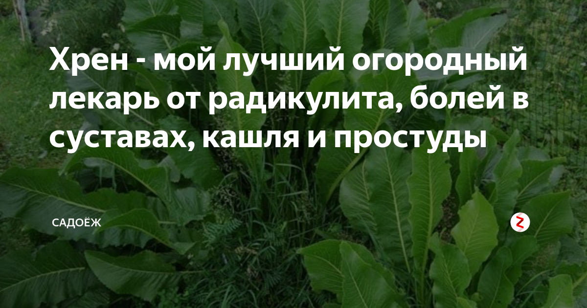 Хрен от кашля. Листья хрена прикладывать. Листья хрена от кашля. Хрен от боли в суставах.