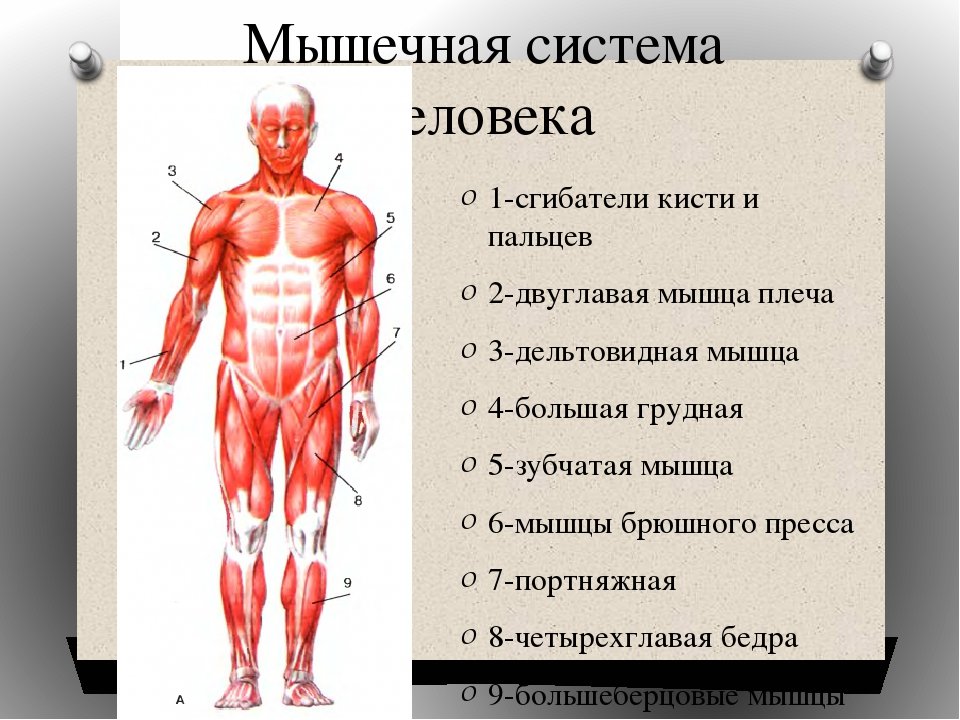 Сколько мышц в теле человека