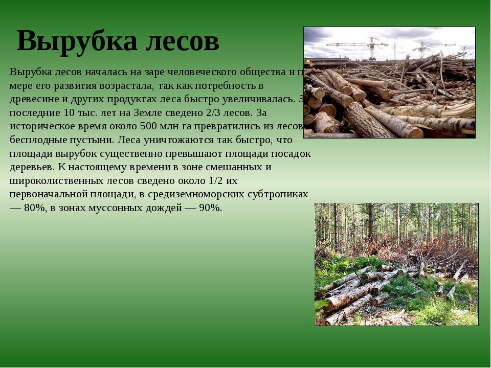 Как пишется лес. Доклад на тему вырубка лесов. Доклад на тему вырубки леса. Рассказ про вырубку лесов. Сообщение на тему вырубка леса.