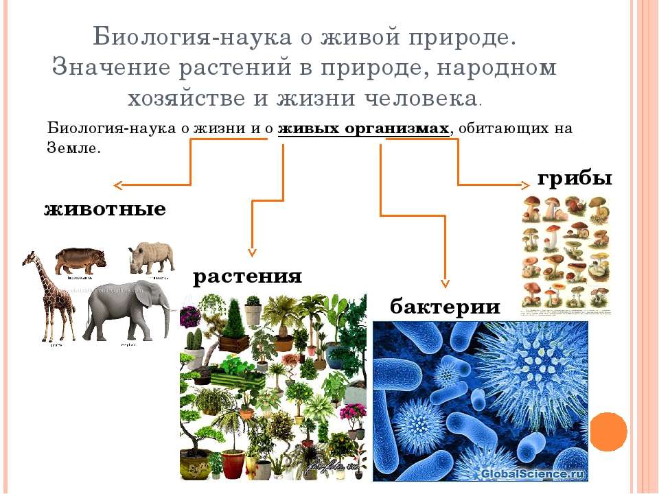 Презентация живые организмы