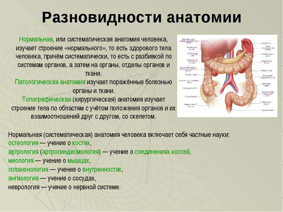 Содержание клинической анатомии