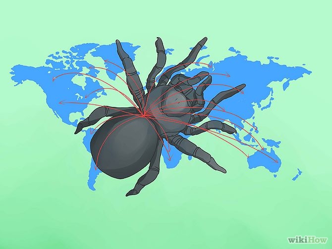 Среда обитания паукообразных