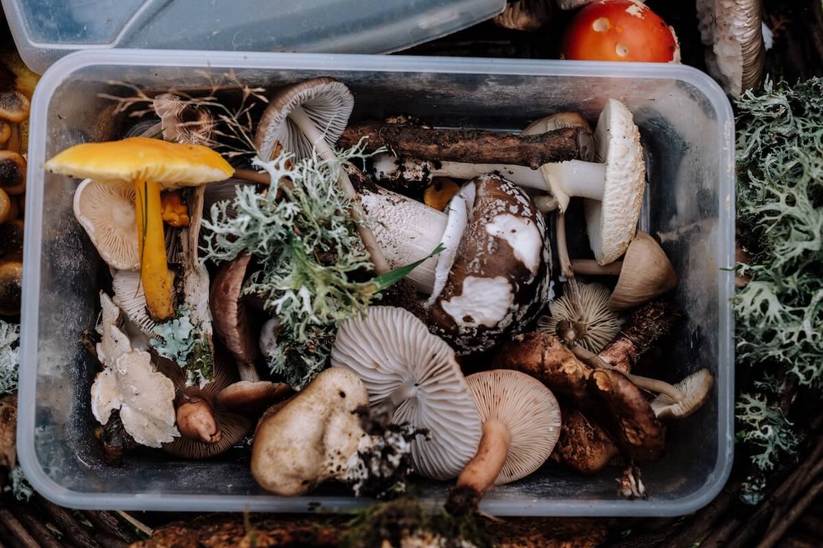 foraged mushrooms in bin