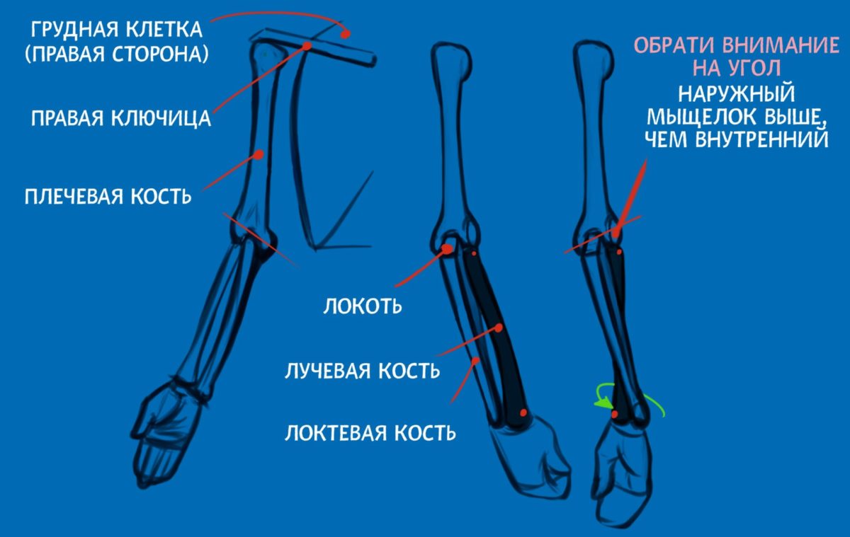 Где лучевая кость на руке у человека фото