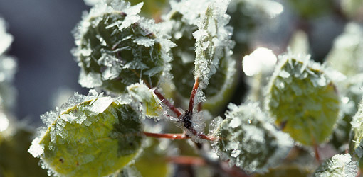Frost forming on plants