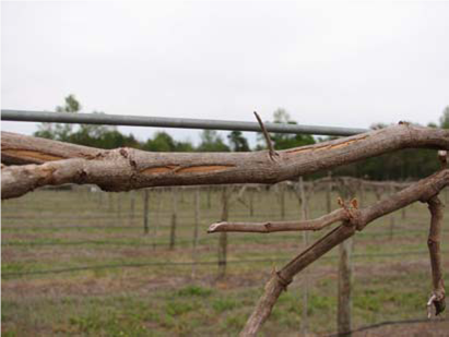 Muscadine grape vine damaged by freeze