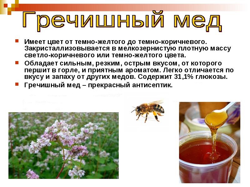 Гречишный мед полезные свойства и противопоказания фото и описание