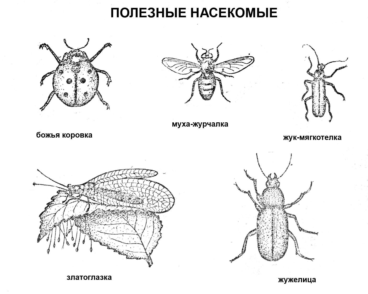 Божья коровка строение тела схема