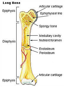 Illu long bone.jpg