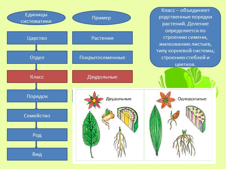 Классификация групп царства растения. Отдел и класс растений. Порядок растений. Систематика растений 6 класс. Порядок растений в биологии.