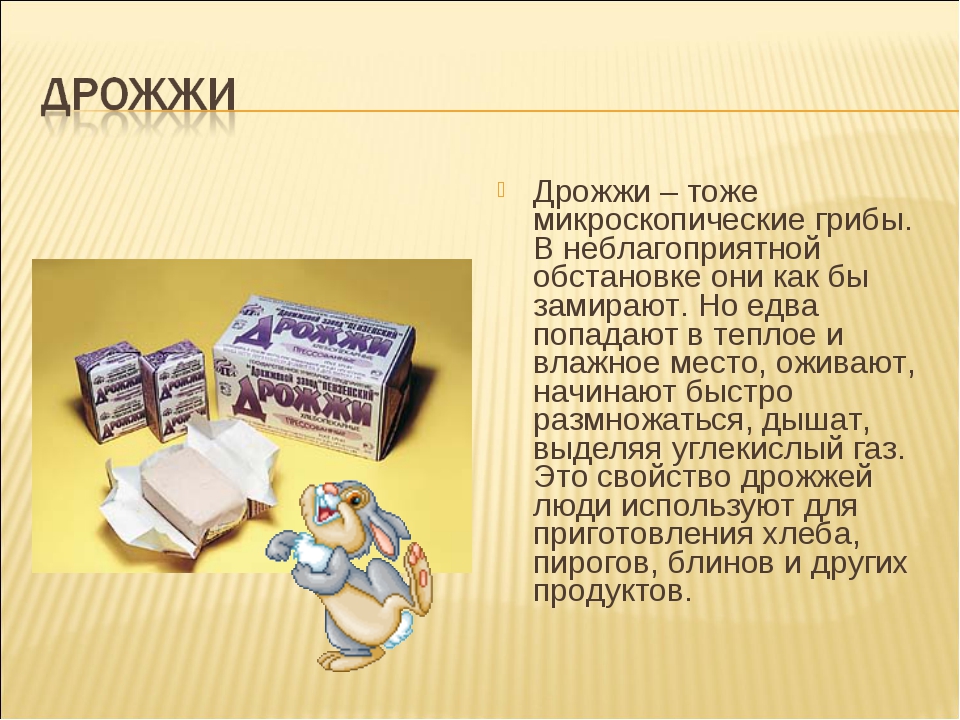 Что такое дрожжи. Дрожжи. Презентация по теме дрожжи. Презентация проект дрожжи. Дрожжи относят.