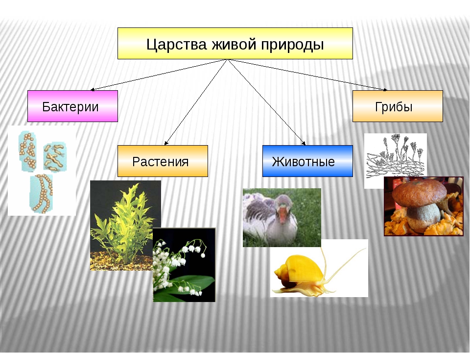 4 царства живой природы. Биология царства живой природы. Царство живой природы 6 класс биология схема. Биология тема царство живой природы. Царство растений царство грибов.