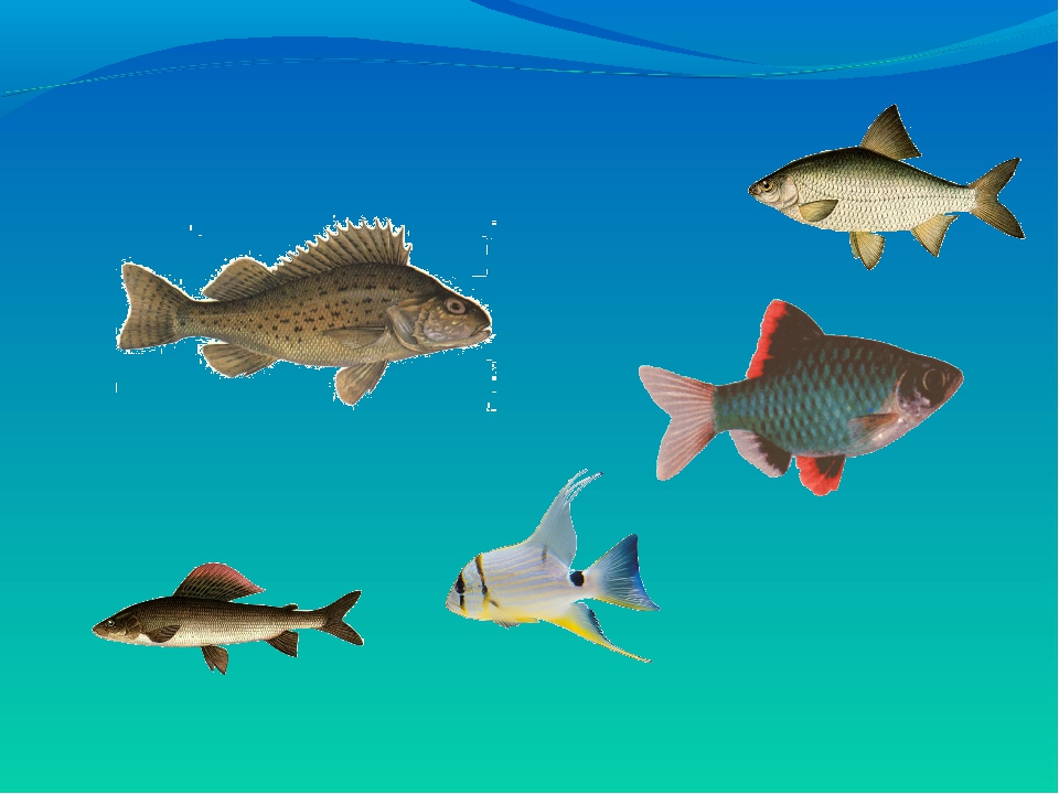 Рыбы презентация для детей. Рыбы 1 класс. Рыбы для первого класса. Рыбы окружающий мир. Разнообразие рыб для детей.