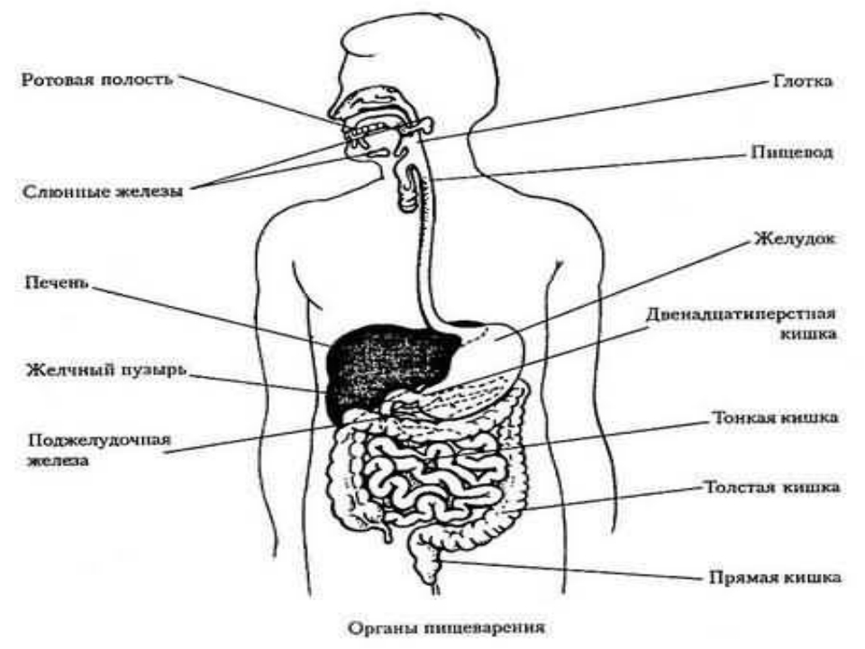 Органы пищеварения 8 класс. Схема пищеварительной системы человека 8 класс. Система пищеварения человека схема 4 класс. Система органов пищеварения схема. Пищеварительная система схема 4 класс.