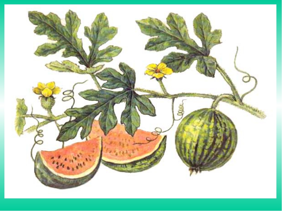 Растения листья плоды. Citrullus lanatus. Арбуз семейство тыквенных. Строение плода арбуза. Стебель арбуза.